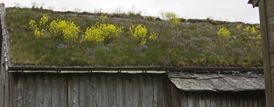 GRASS AND FLOWERS ON THE ROOF