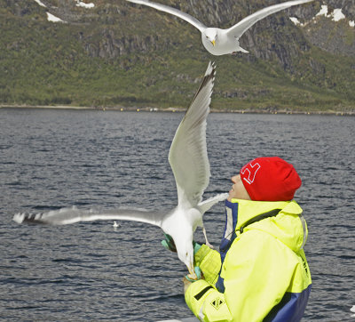 HAND TO BEAK!