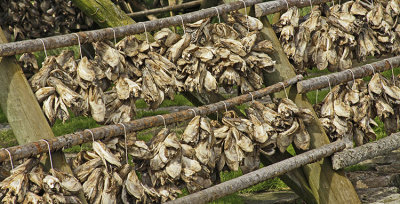 FISH HEADS DRYING