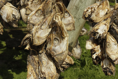 FISH HEADS