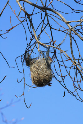 bird nest.jpg