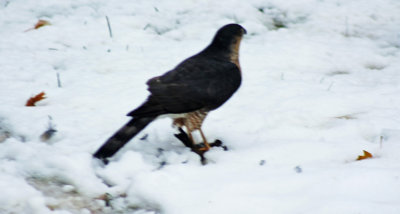 American Kestrel.jpg