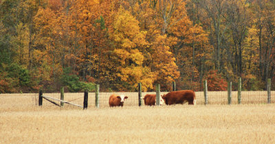 cows in autumn.jpg