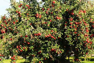 fruit ladden apple tree.jpg
