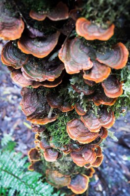 Epiphytes