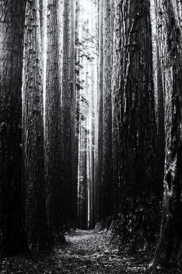 Sequoia 1938