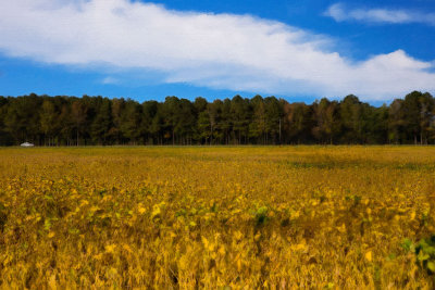 A Yellow Sea of Soybeans