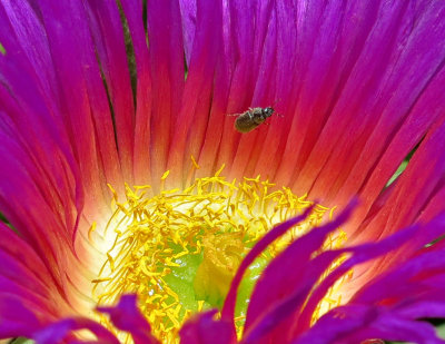 Flower and Beetle