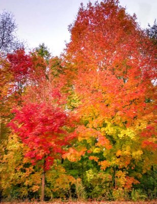 Fall in Andover, MA