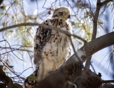 The Cooper Hawks