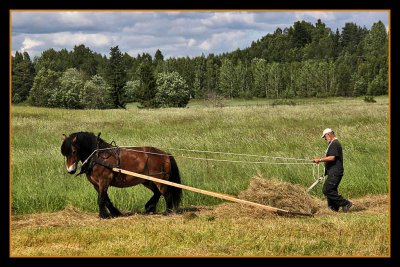 Work and pleasure with North Swedish horses