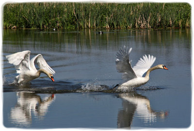 Early Morning At The Local Wetlands And The Mute Swan Colony