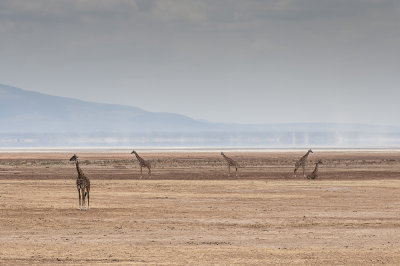 Tanzania Safari 2012