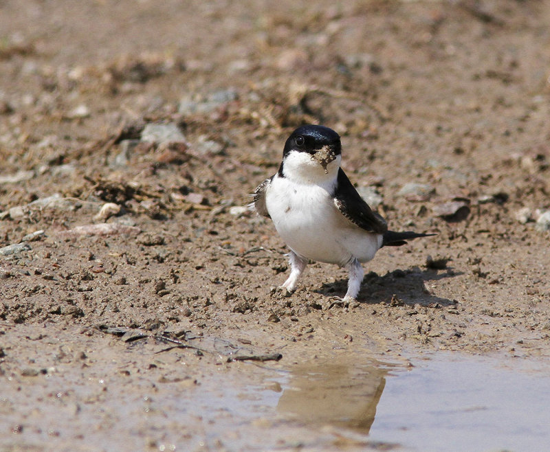 Northern House-Martin