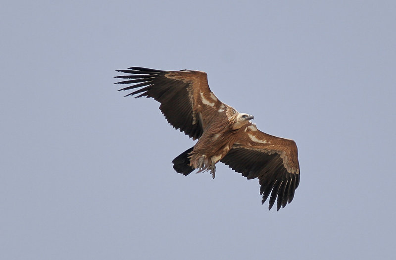 Gsgam<br/>Eurasian Griffon<br/>(Gyps fulvus)