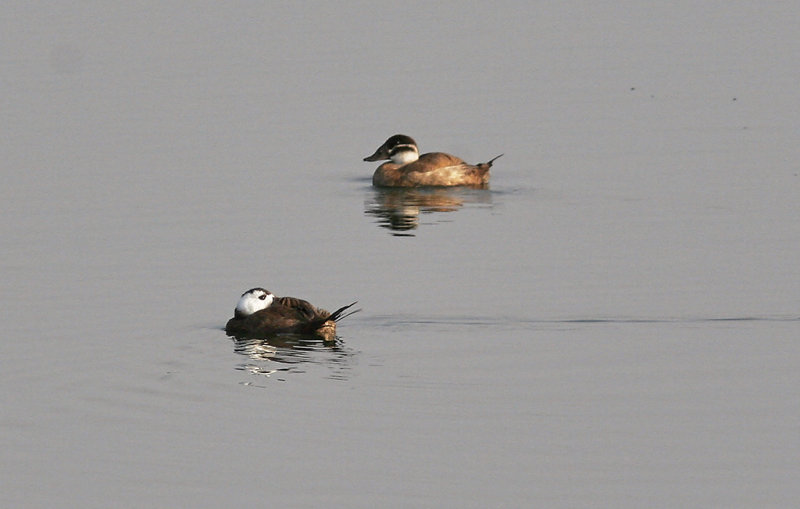 Kopparand<br/>White-headed Duck<br/>(Oxyura leucocephala)