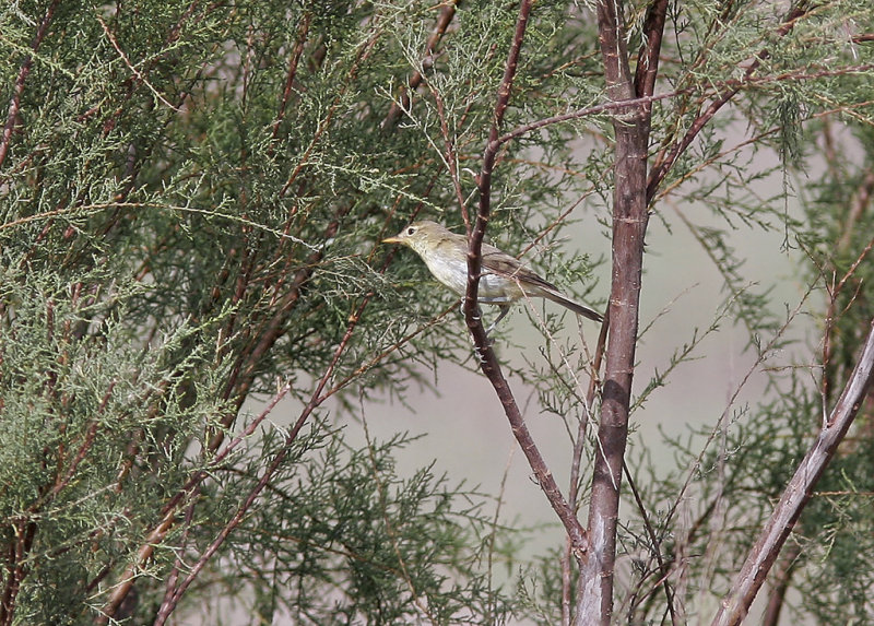 Polyglottsngare<br/>Melodious Warbler<br/>(Hippolais polyglotta)