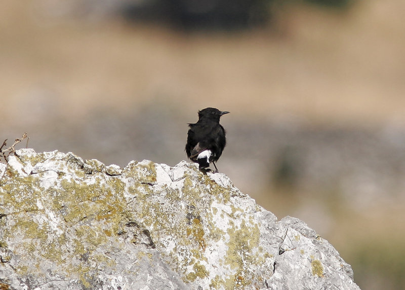 Svart stenskvtta<br/>Black Wheatear<br/>(Oenanthe leucura)