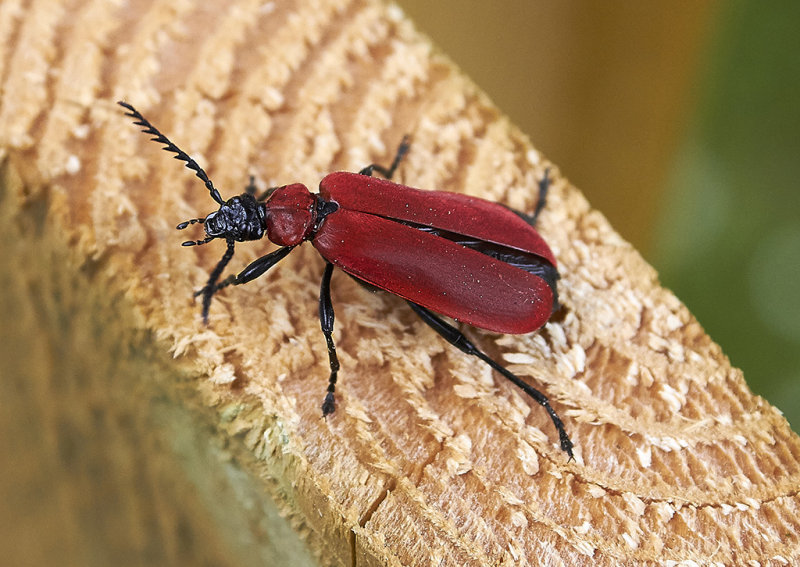 Stor kardinalbagge<br/>(Pyrochroa coccinea)