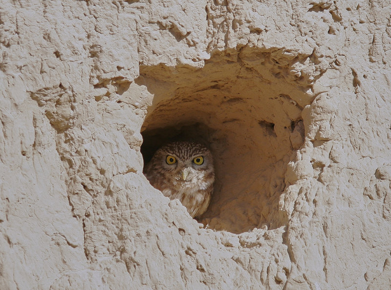 Minervauggla<br/>Little Owl<br/>(Athene noctua)