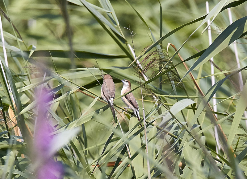 Indisk silvernbb<br/>White-throated Munia<br/>(Euodice malabarica)