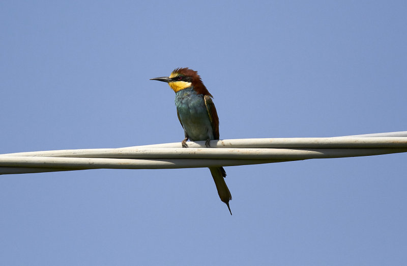 Biätare<br/>European Bee-eater<br/>(Merops apiaster)