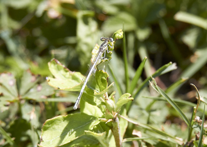 Flodflickslnda<br/>White-legged damselfly<br/>(Platycnemis pennipes)