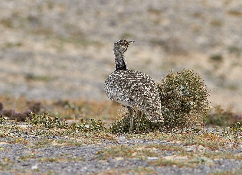 kentrapp<br/>Houbara Bustard<br/>(Chlamydotis undulata fuertaventurae)