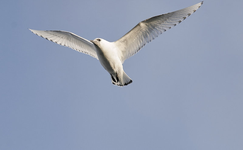 Ivory Gull