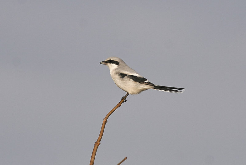 Northern Shrike