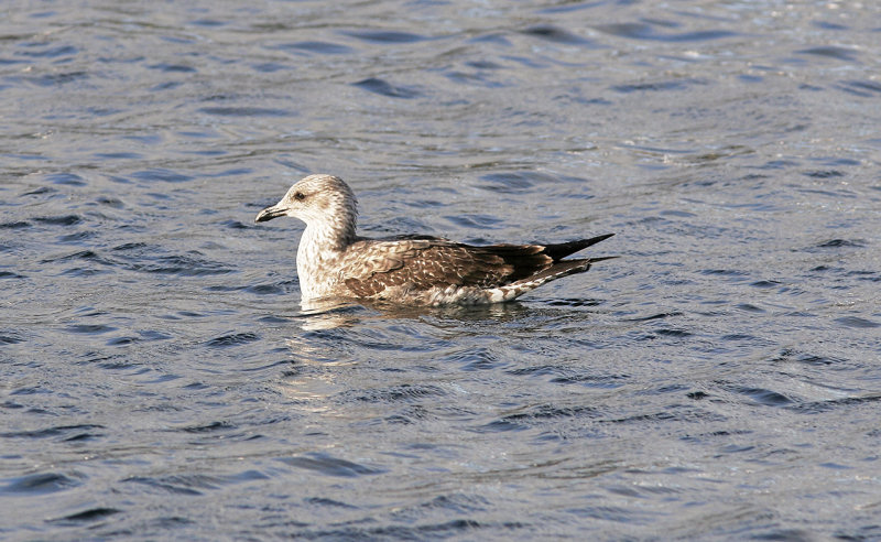 Medelhavstrut (Atlantis)<br/>Yellow-legged Gull (Atlantic)<br/>(Larus michahellis atlantis)