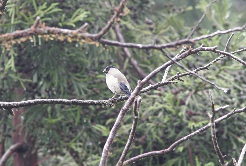 Azorisk domherre<br/>Azores Bullfinch<br/>Pyrrhula murina