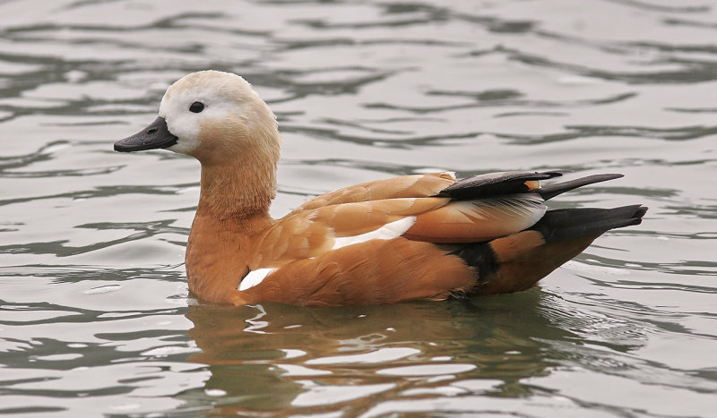 Rostand<br/>Ruddy Shelduck<br/>Tadorna ferruginea
