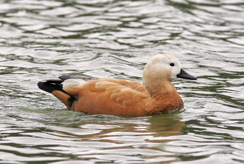 Rostand<br/>Ruddy Shelduck<br/>Tadorna ferruginea