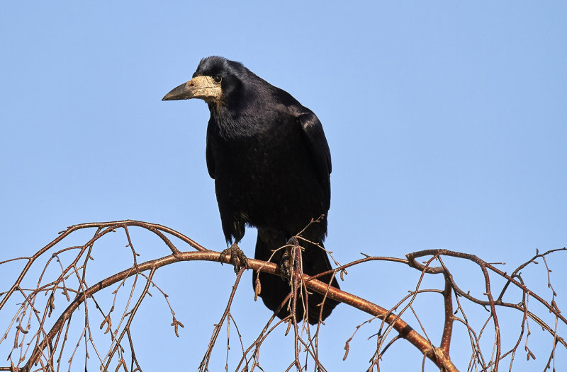 Rook