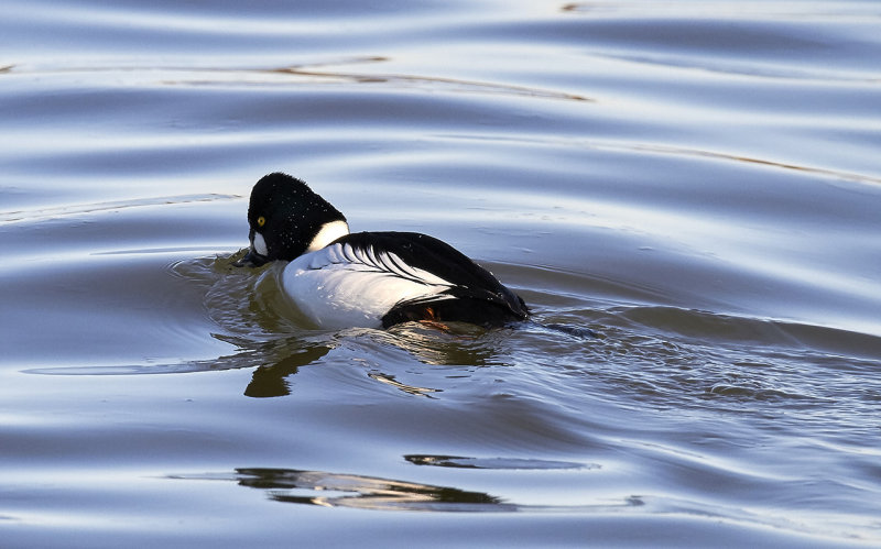 Common Goldeneye