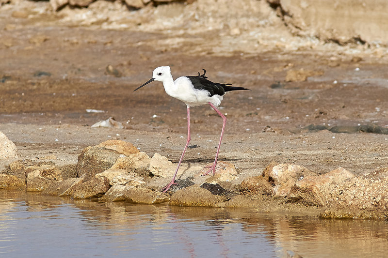 Styltlpare<br/>Black-winged Stilt<br/>Himantopus himantopus