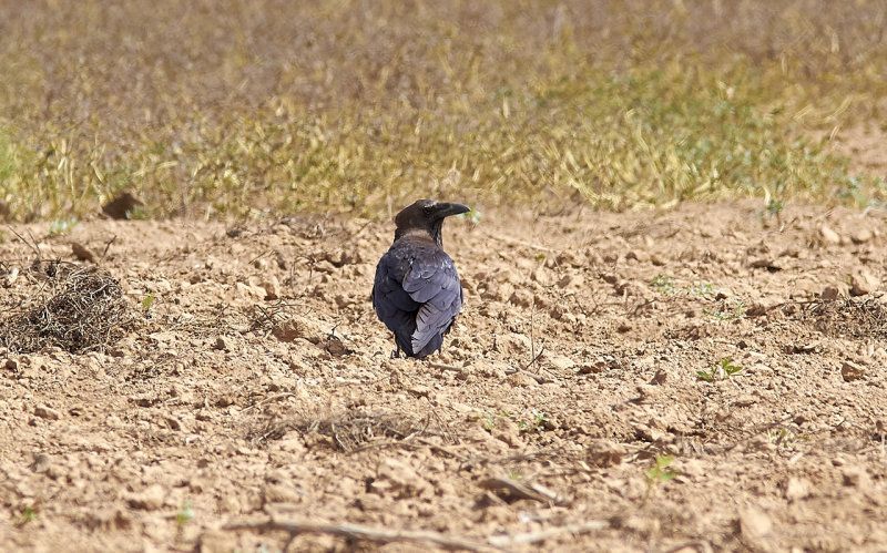 Ökenkorp<br/>Brown-necked Raven<br/>Corvus ruficollis