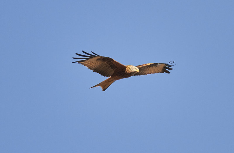 Red Kite