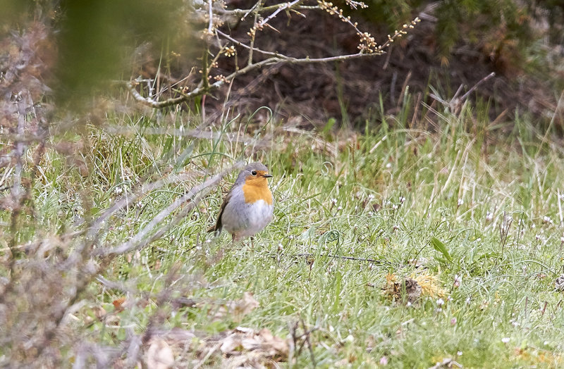 European Robin
