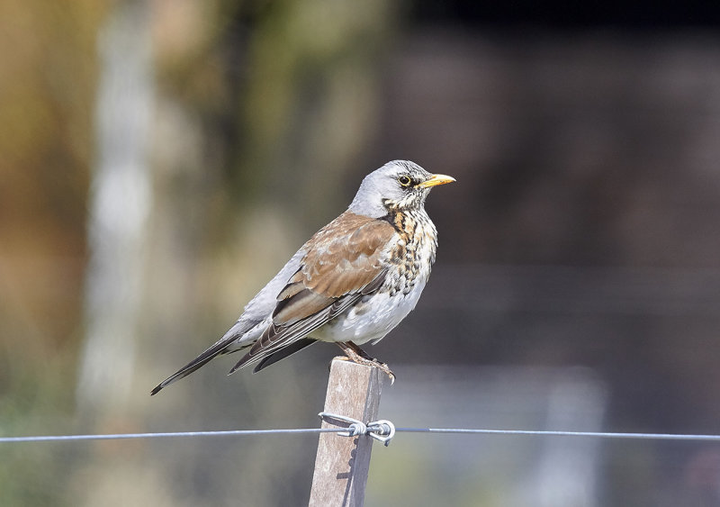 Bjrktrast<br/>Fieldfare<br/>Turdus pilaris