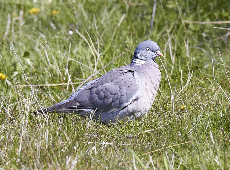 Common Wood-Pigeon