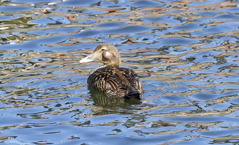 Ejder<br/>Common Eider<br/>Somateria mollissima