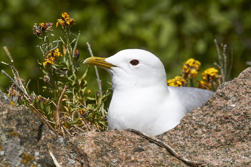 Fiskms<br/>Mew gull<br/>Larus canus