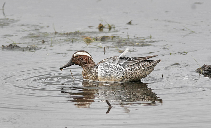 Garganey