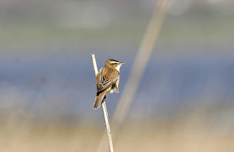 Sedge Warbler