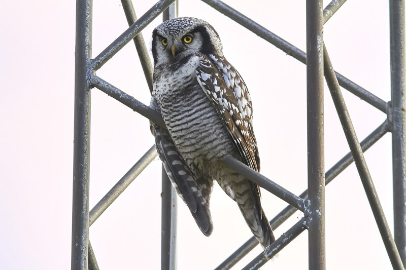 Northern Hawk Owl