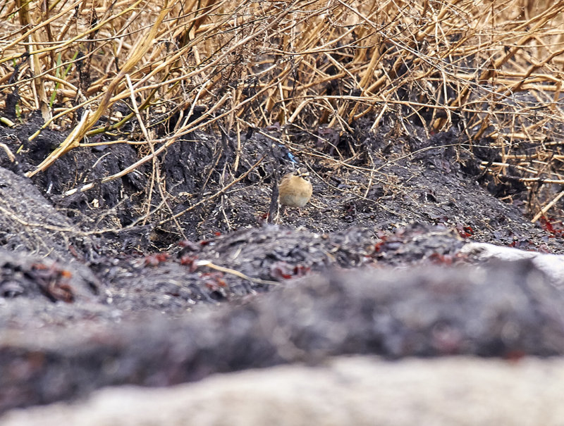 Siberian Accentor