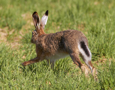 FlthareEuropean hare(Lepus europaeus)