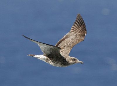 MedelhavstrutYellow-legged Gull (Atlantic)(Larus michahellis atlantis)